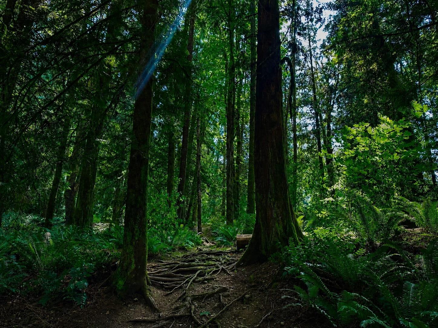 Sunlit forest path near Duncan, BC — Emerald Valley Therapy