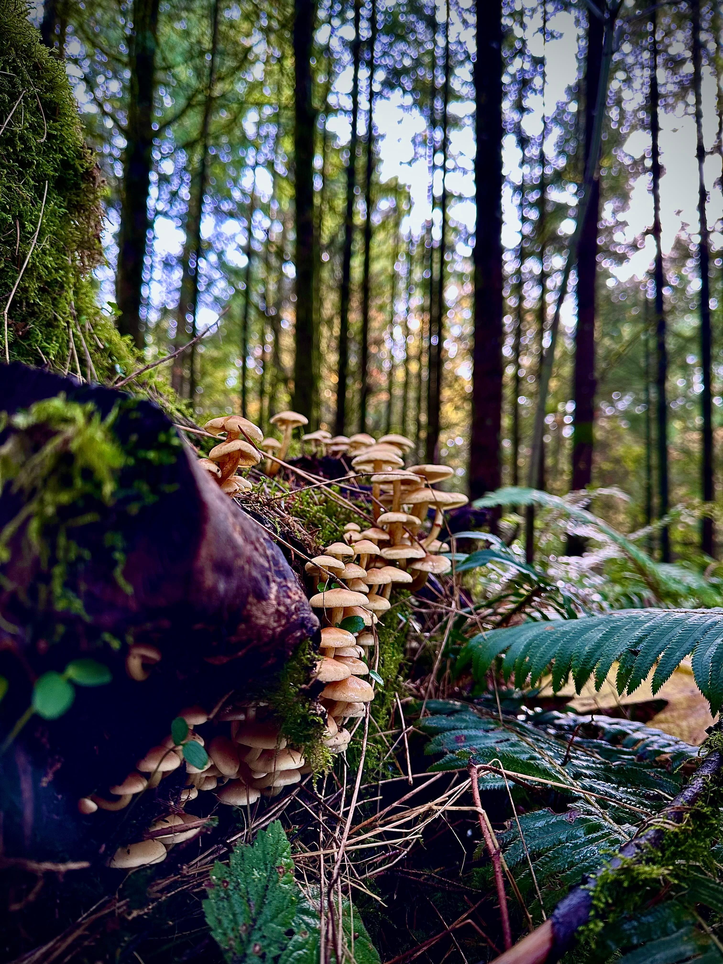 Mushrooms and moss on a forest floor near Duncan, BC